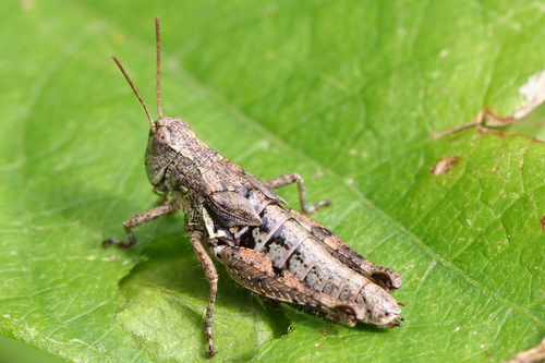 New Zealand Grasshopper