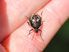 Cermatulus nasalis nasalis