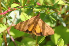 Uresiphita maorialis