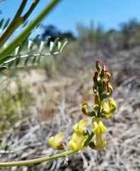 Astragalus douglasii perstrictus
