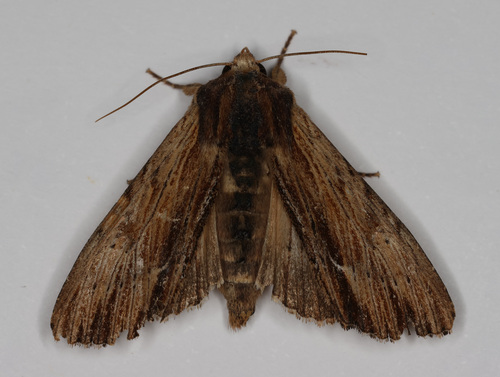Apamea cuculliformis photo 4