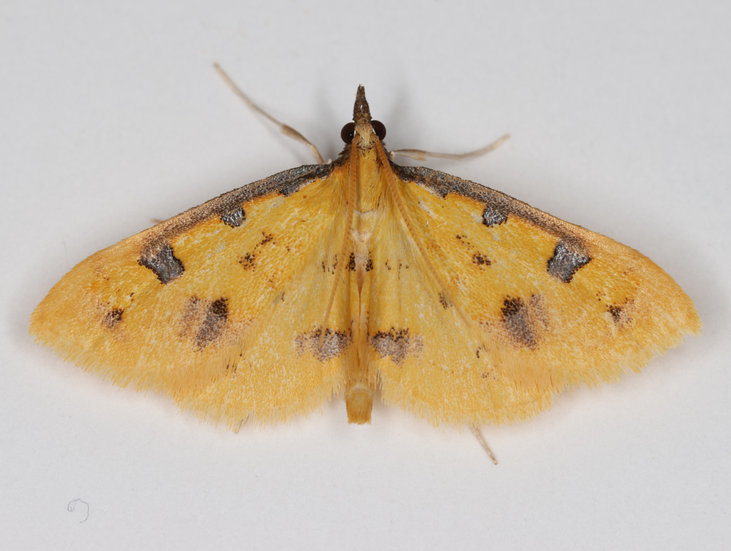 Choristostigma zephyralis