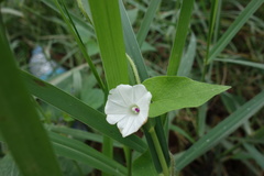 Ipomoea biflora