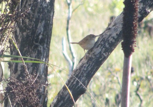 Tawny Grassbird (Cincloramphus timoriensis), photo 3