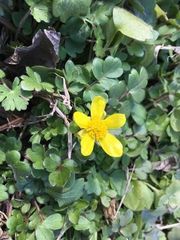 Ranunculus fascicularis