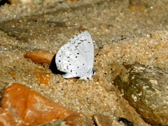 Celastrina ladon