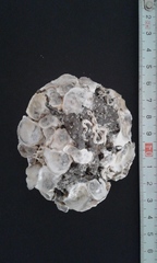 Ostreoidea