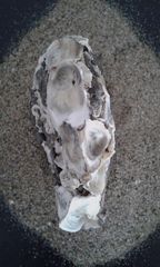 Ostreoidea