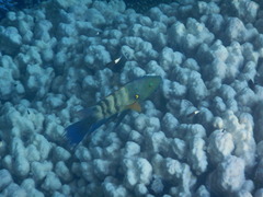 Cheilinus lunulatus