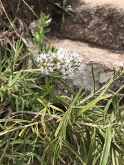Grazielia serrata