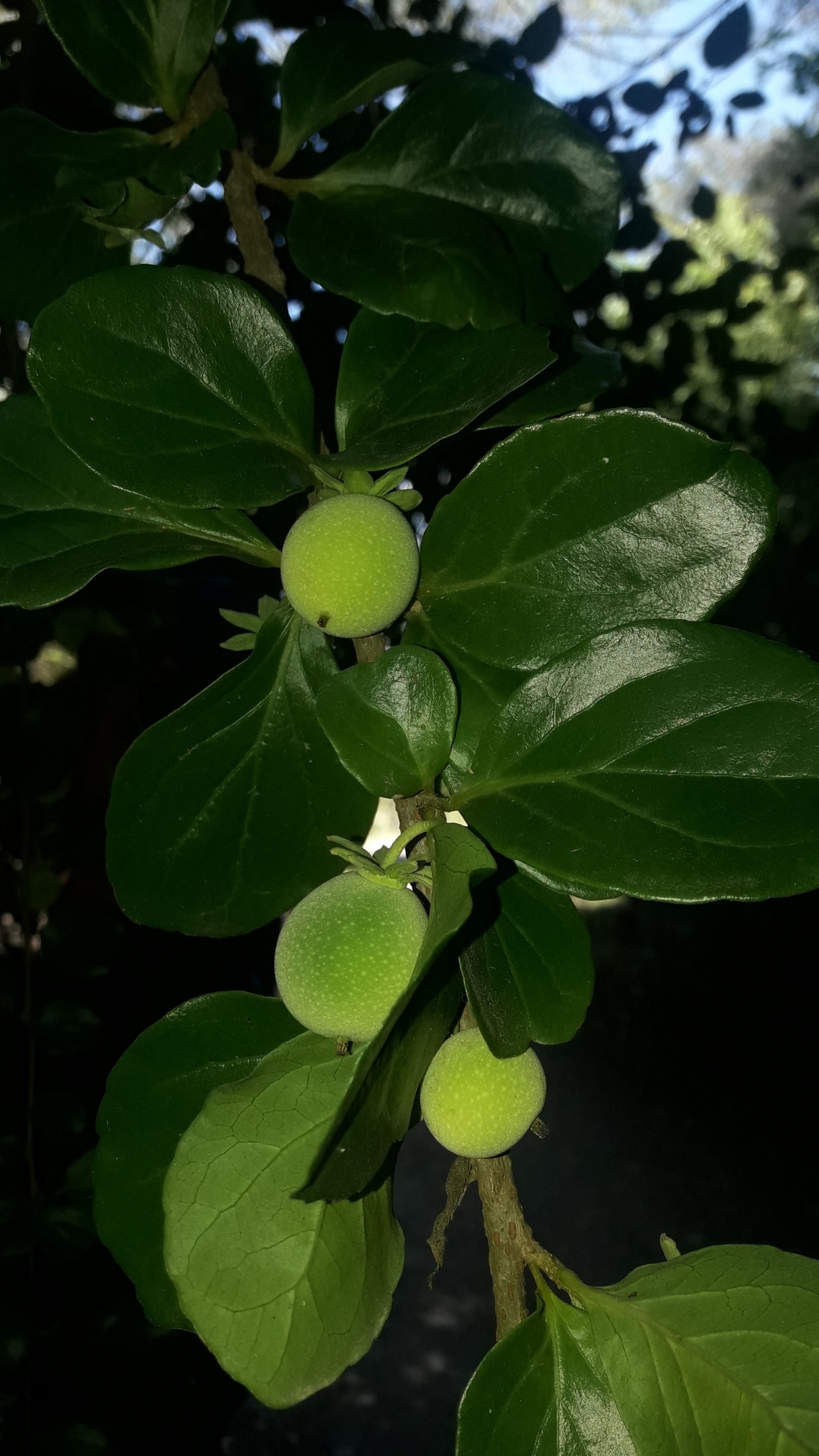 Dovyalis abyssinica