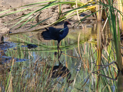 Porphyrio melanotus