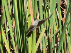 Ptilotula penicillata