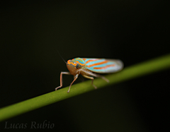 Ferrariana trivittata