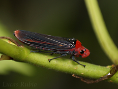 Aulacizes quadripunctata