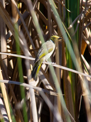 Ptilotula penicillata