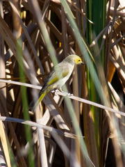 Ptilotula penicillata