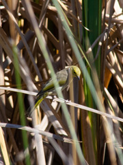 Ptilotula penicillata