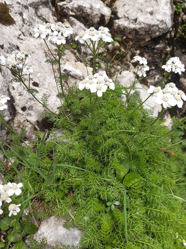 Image of Achillea clusiana by (c) Martin Scheuch, some rights reserved (CC BY)