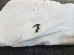 Batrachoseps nigriventris