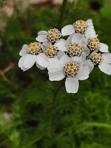 Achillea clusiana, photograph 5