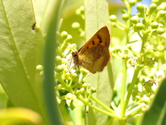 Lycaena enysii