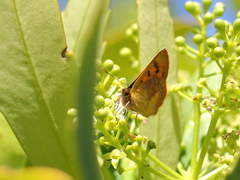 Lycaena enysii
