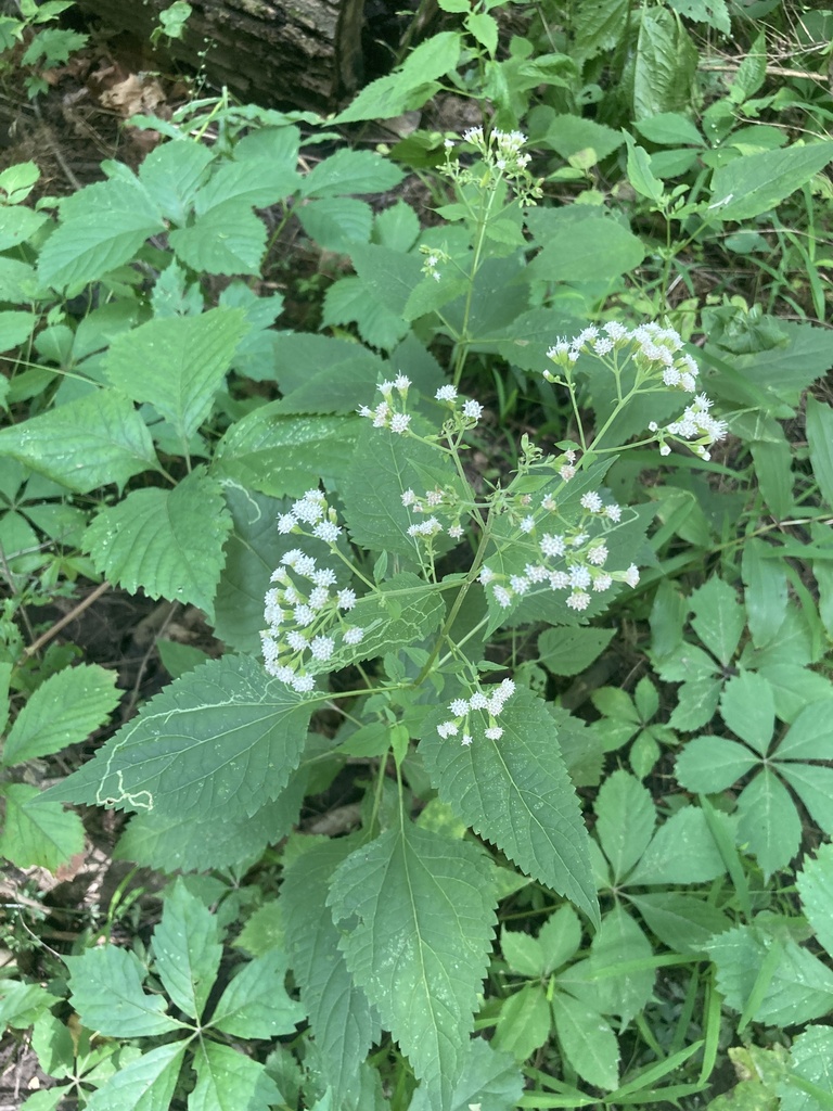 white snakeroot from Royalton Ravine Park, Gasport, NY, US on August 11 ...