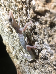 Phyllodactylus nocticolus