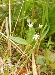 Gagea triflora