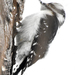 Downy Woodpecker (Rocky Mts.) - Photo (c) Steven Mlodinow, some rights reserved (CC BY-NC), uploaded by Steven Mlodinow