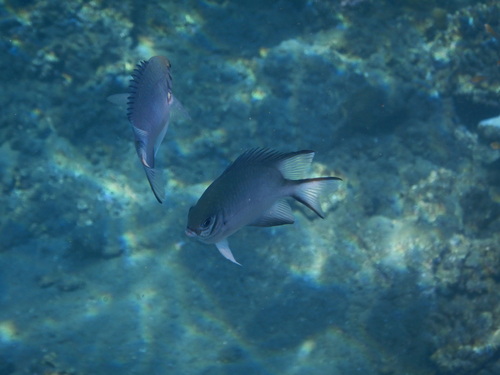 Green Damselfish — seen at this dive site