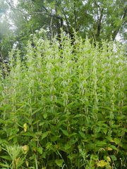 Urtica platyphylla