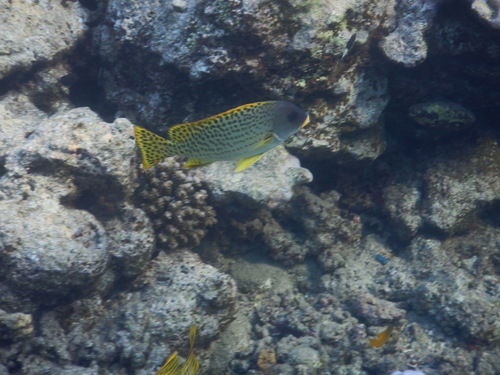 Blackspotted Rubberlip — seen at this dive site