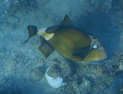 Titan Triggerfish — seen at this dive site