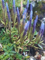 Martin Scheuch, CC BY, iNaturalist via GBIF Gentiana pumila, photograph Martin Scheuch, CC BY, iNaturalist via GBIF