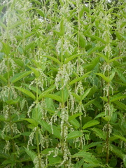Urtica platyphylla