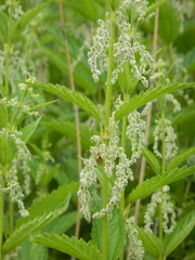Urtica platyphylla