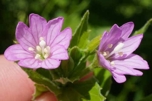 Epilobium alpestre (Epilobium alpestre)