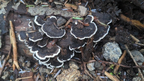 Trametes versicolor