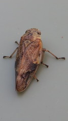 Pseudaphronella jactator