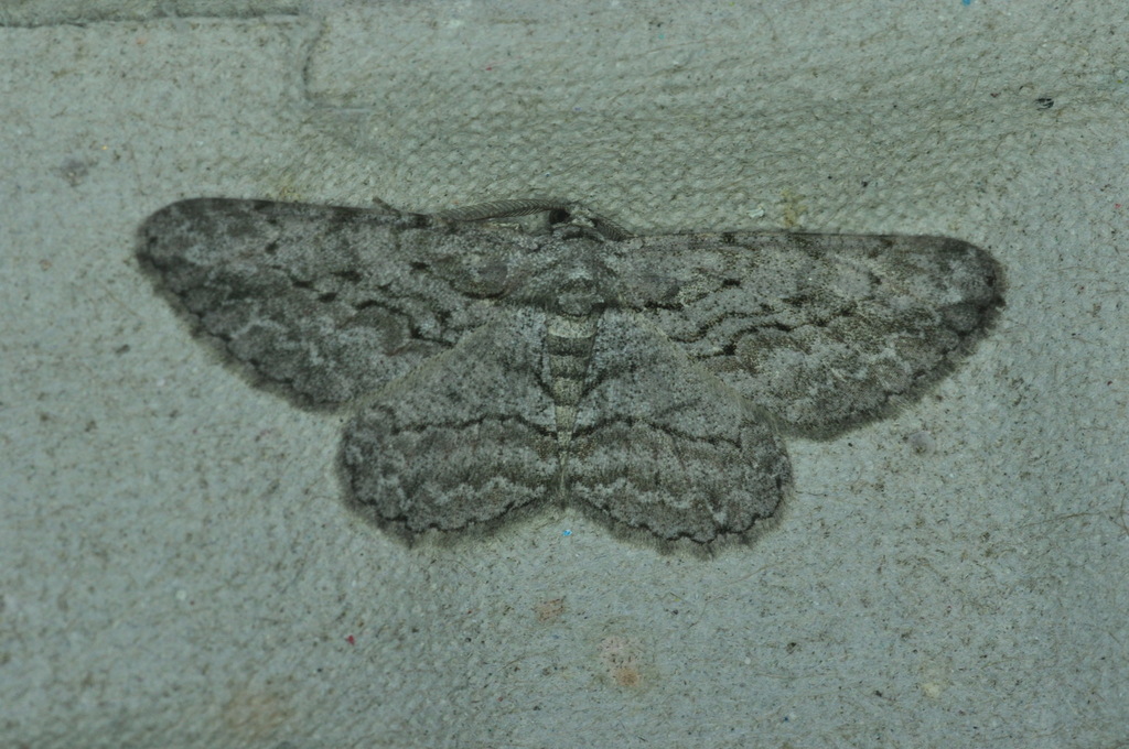 Common Gray from Ceinture de verdure, Ottawa, ON, Canada on August 5 ...