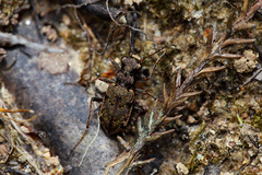 Neocicindela parryi