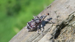 Agathinus tridens