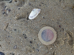 Donacidae