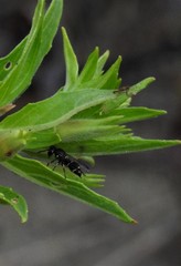 Parancistrocerus pensylvanicus