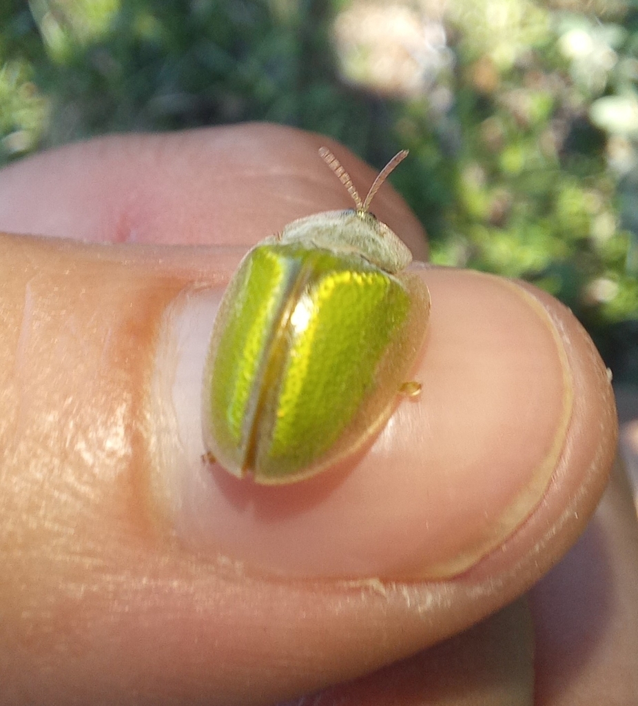 Basipta glauca