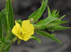 Parancistrocerus pensylvanicus