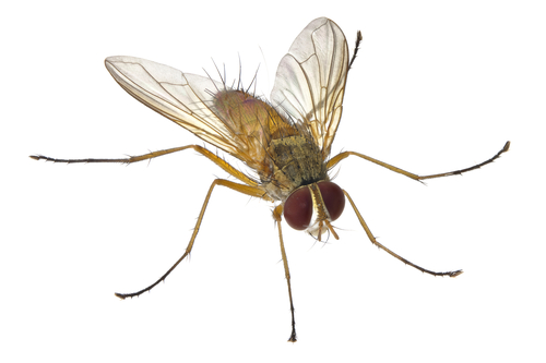 Leskia similis