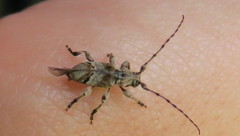 Hybolasius crista